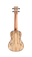 Load image into Gallery viewer, Cordoba Spruce/Spalted Maple Concert Ukulele 24C