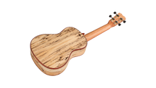 Load image into Gallery viewer, Cordoba Spruce/Spalted Maple Concert Ukulele 24C