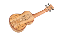 Load image into Gallery viewer, Cordoba Spruce/Spalted Maple Soprano Ukulele 24S