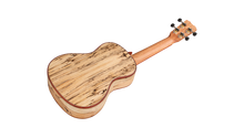 Load image into Gallery viewer, Cordoba Spruce/Spalted Maple Concert Ukulele 24C
